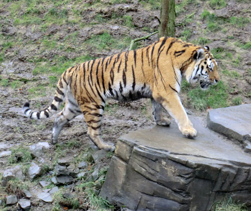 Sibirischer Tiger im Zoologischen Garten Wuppertal am 18. Februar 2012