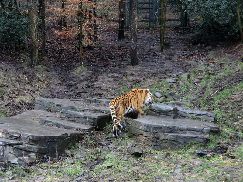 Sibirischer Tiger im Wuppertaler Zoo am 18. Februar 2012