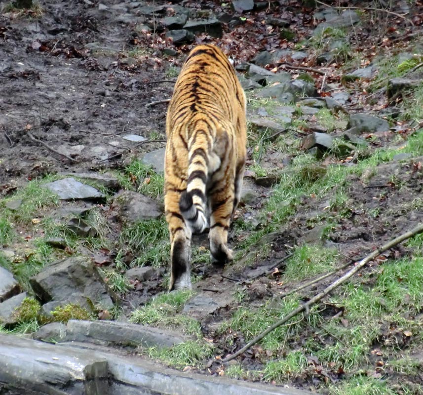 Sibirischer Tiger im Zoo Wuppertal am 18. Februar 2012