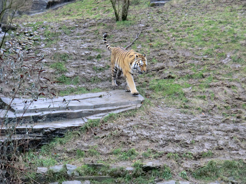 Sibirischer Tiger im Wuppertaler Zoo am 18. Februar 2012