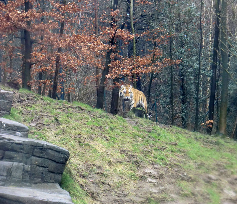 Sibirischer Tiger im Zoologischen Garten Wuppertal am 18. Februar 2012