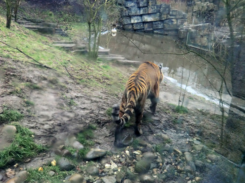 Sibirischer Tiger im Zoo Wuppertal am 18. Februar 2012