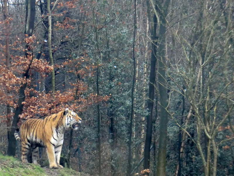 Sibirischer Tiger im Zoologischen Garten Wuppertal am 18. Februar 2012