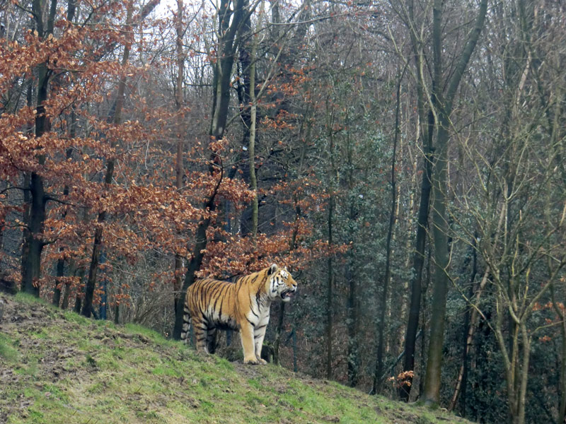Sibirischer Tiger im Wuppertaler Zoo am 18. Februar 2012