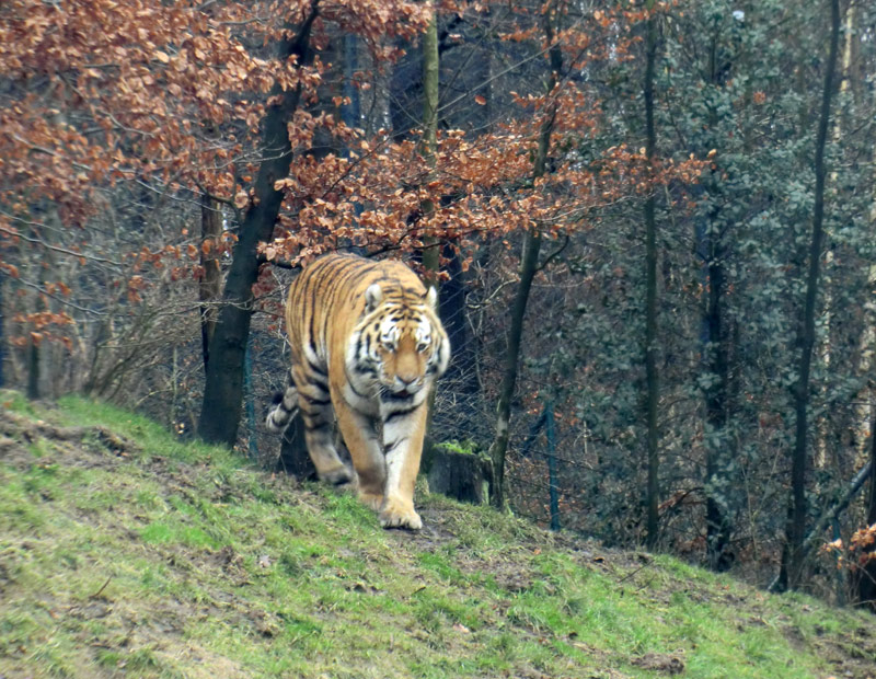 Sibirischer Tiger im Zoo Wuppertal am 18. Februar 2012