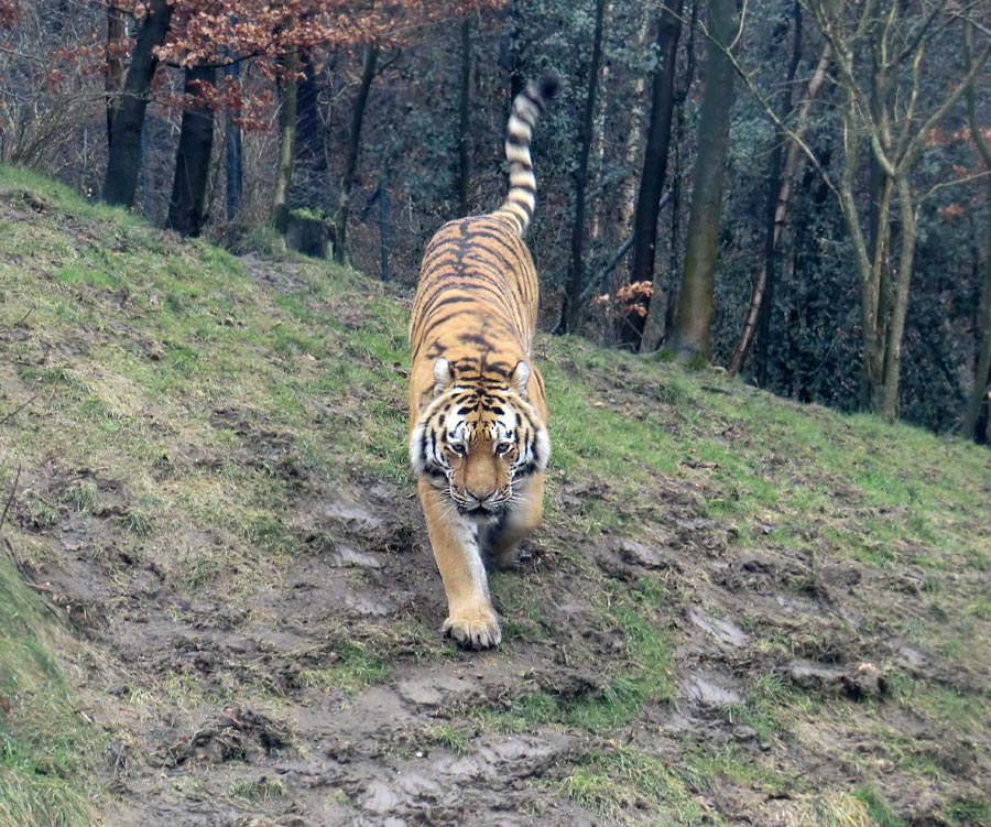 Sibirischer Tiger im Zoologischen Garten Wuppertal am 18. Februar 2012