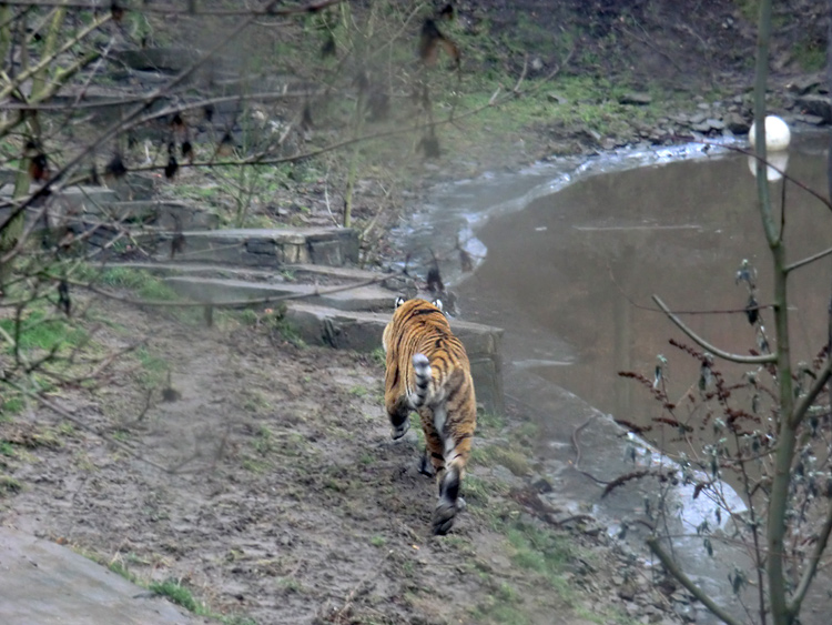 Sibirischer Tiger im Wuppertaler Zoo am 18. Februar 2012