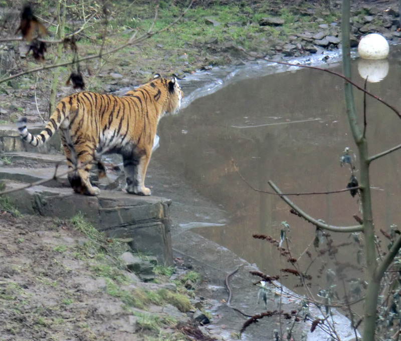 Sibirischer Tiger im Zoo Wuppertal am 18. Februar 2012