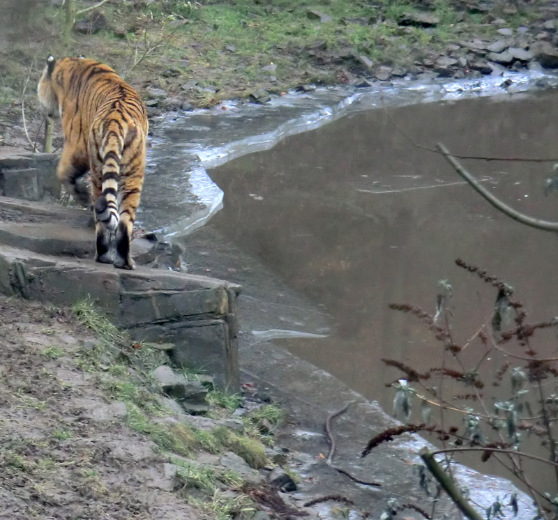 Sibirischer Tiger im Zoologischen Garten Wuppertal am 18. Februar 2012