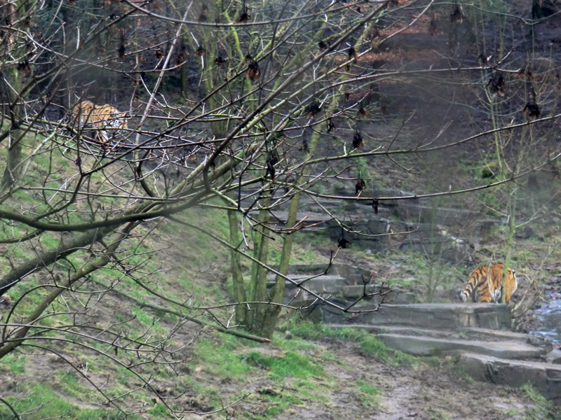 Sibirischer Tiger im Wuppertaler Zoo am 18. Februar 2012