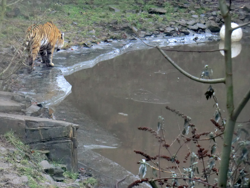 Sibirischer Tiger im Zoologischen Garten Wuppertal am 18. Februar 2012