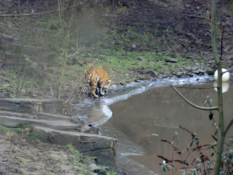 Sibirischer Tiger im Wuppertaler Zoo am 18. Februar 2012