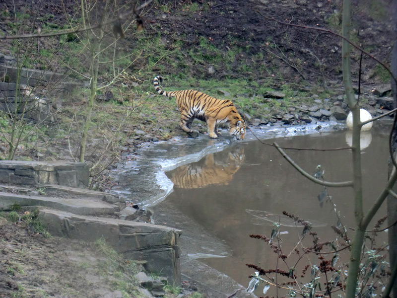 Sibirischer Tiger im Zoo Wuppertal am 18. Februar 2012