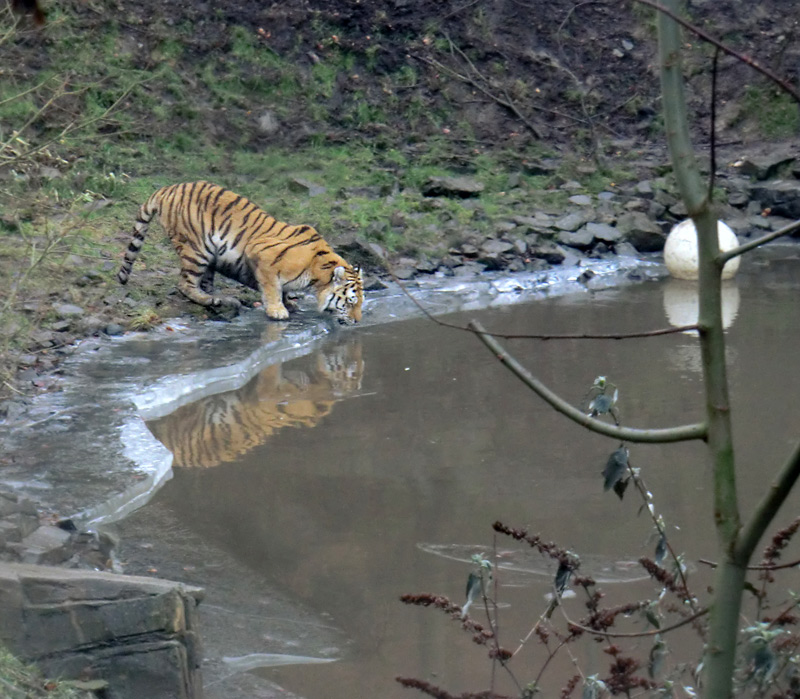 Sibirischer Tiger im Zoologischen Garten Wuppertal am 18. Februar 2012