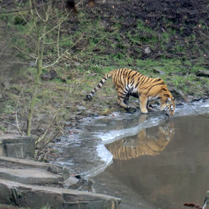 Sibirischer Tiger auf einem Eisrand im Wuppertaler Zoo am 18. Februar 2012