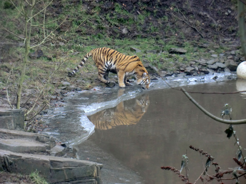 Sibirischer Tiger im Zoo Wuppertal am 18. Februar 2012