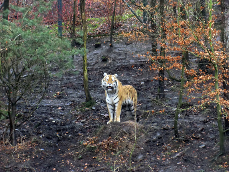 Sibirischer Tiger im Zoologischen Garten Wuppertal am 18. Februar 2012