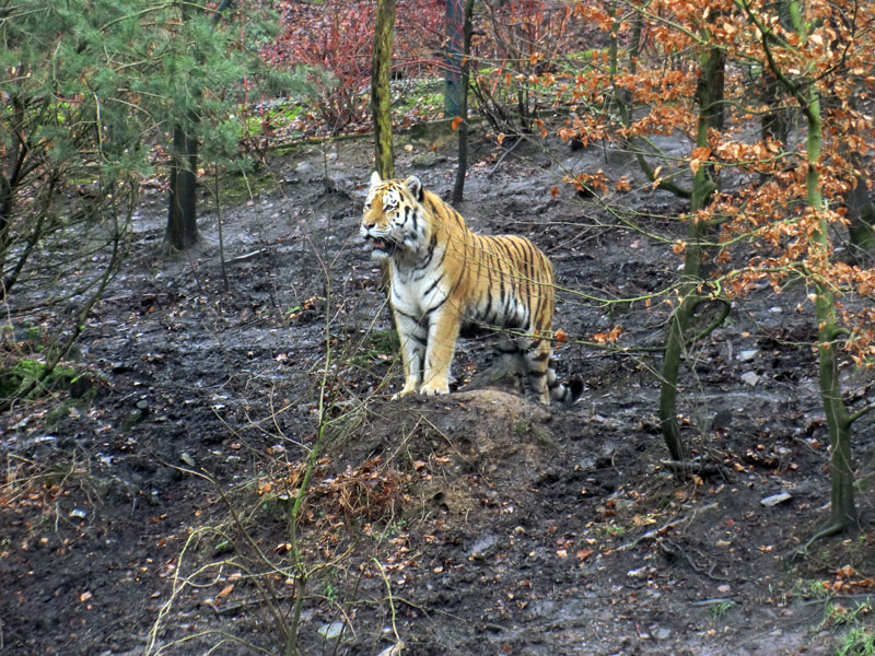 Sibirischer Tiger im Wuppertaler Zoo am 18. Februar 2012