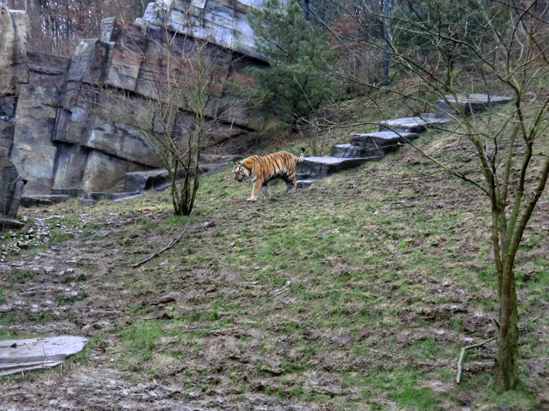 Sibirischer Tiger im Zoo Wuppertal am 18. Februar 2012