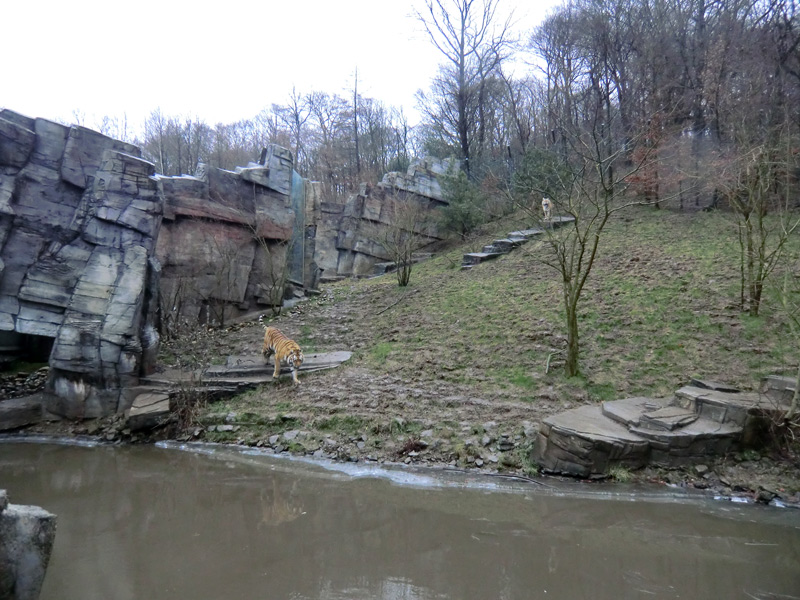 Sibirischer Tiger im Zoologischen Garten Wuppertal am 18. Februar 2012