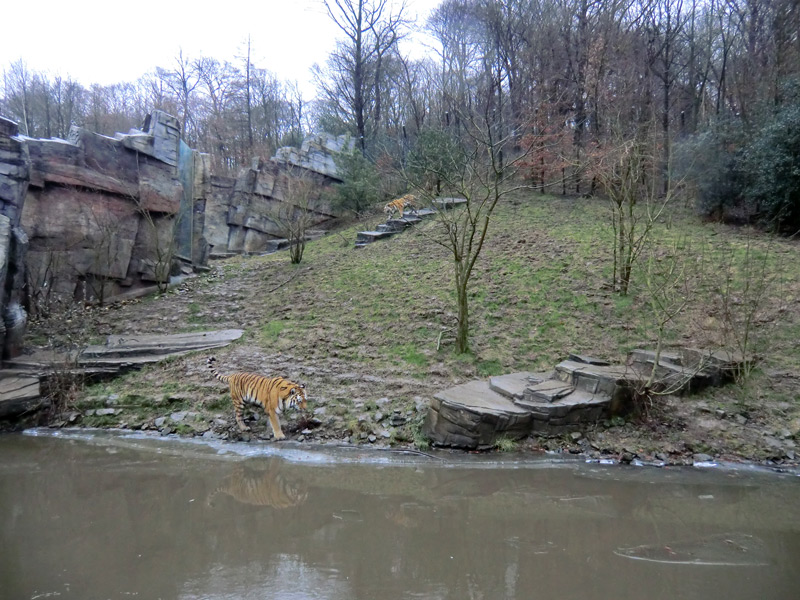 Sibirischer Tiger im Wuppertaler Zoo am 18. Februar 2012