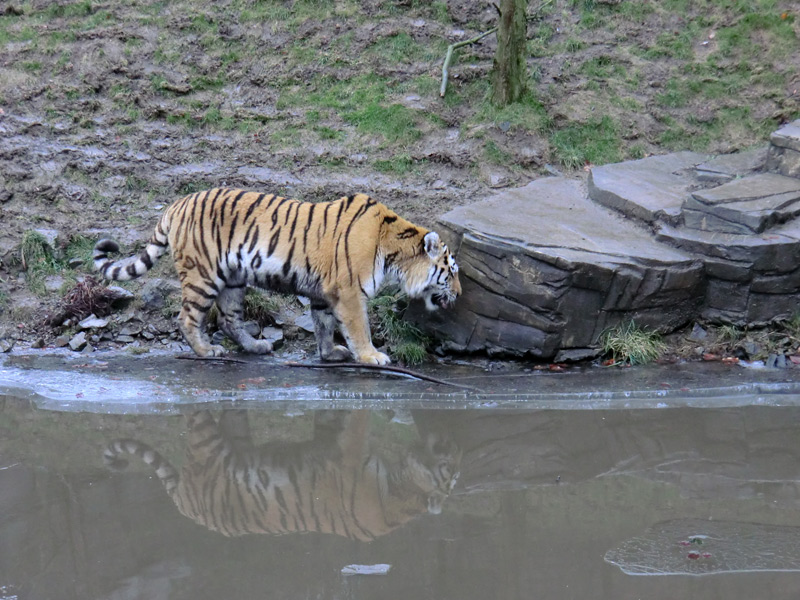 Sibirischer Tiger im Zoologischen Garten Wuppertal am 18. Februar 2012