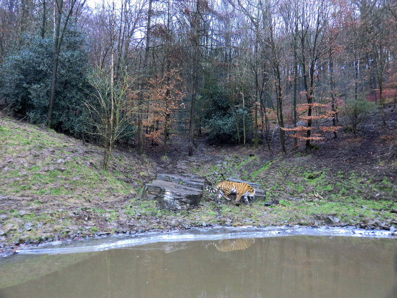 Sibirischer Tiger im Zoo Wuppertal am 18. Februar 2012