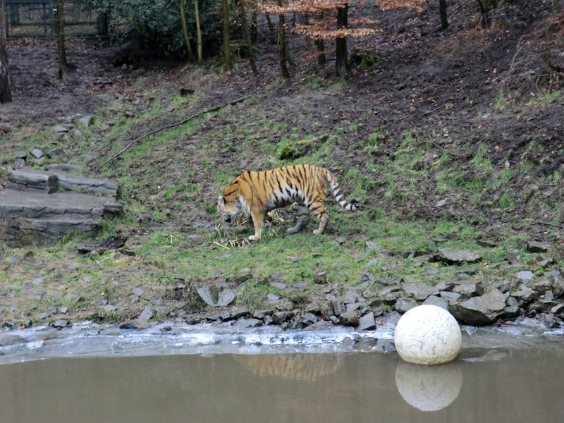 Sibirischer Tiger im Zoologischen Garten Wuppertal am 18. Februar 2012