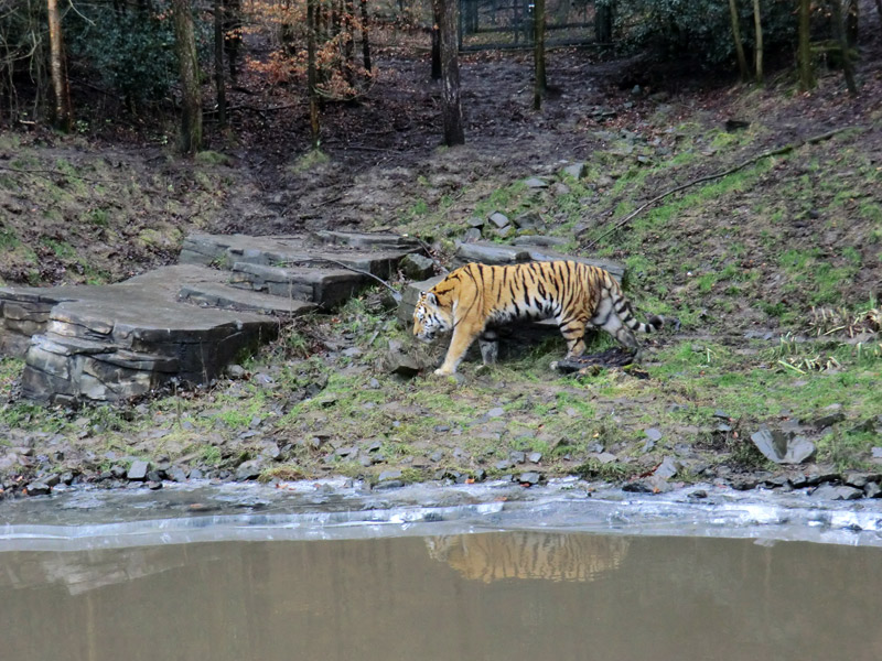 Sibirischer Tiger im Wuppertaler Zoo am 18. Februar 2012