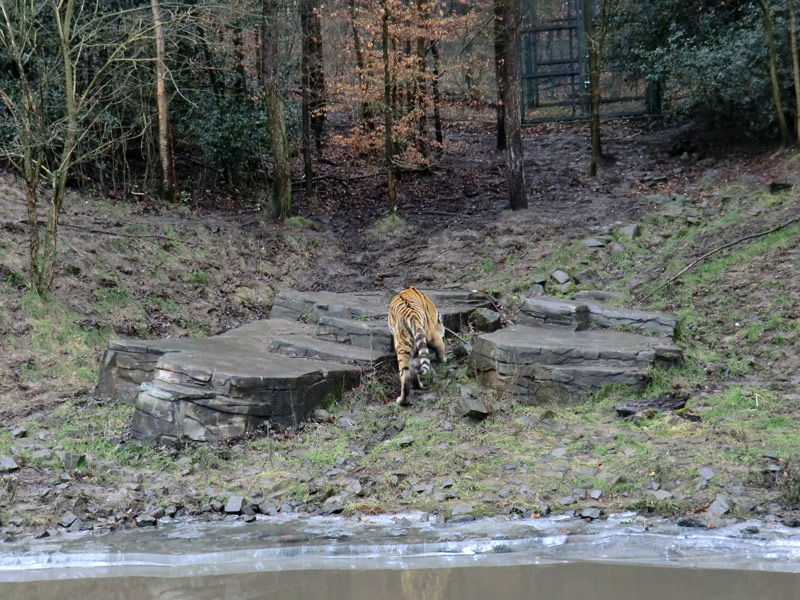 Sibirischer Tiger im Zoo Wuppertal am 18. Februar 2012