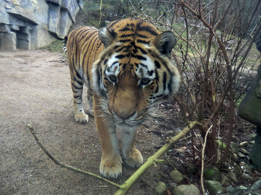 Sibirischer Tiger "Mandschu" im Zoo Wuppertal am 20. Februar 2012