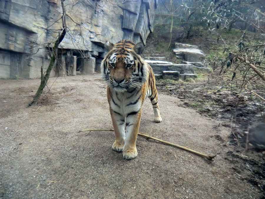 Sibirischer Tiger "Mandschu" im Zoologischen Garten Wuppertal am 20. Februar 2012