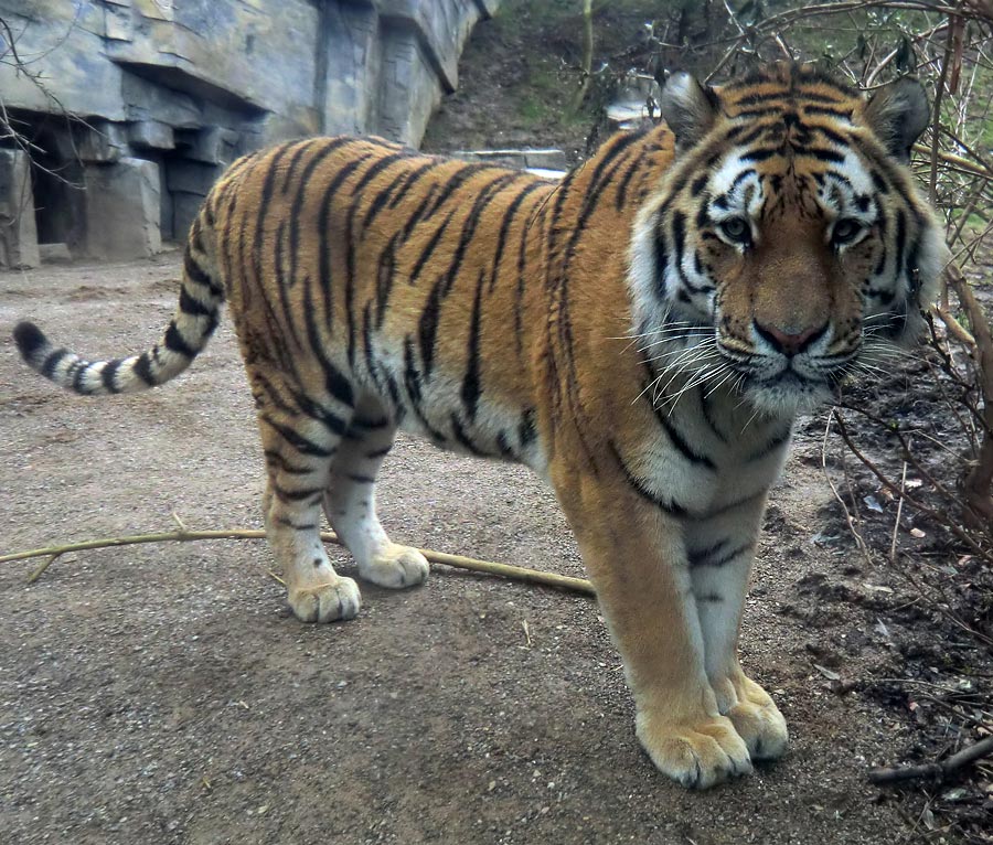 Sibirischer Tiger "Mandschu" im Zoo Wuppertal am 20. Februar 2012