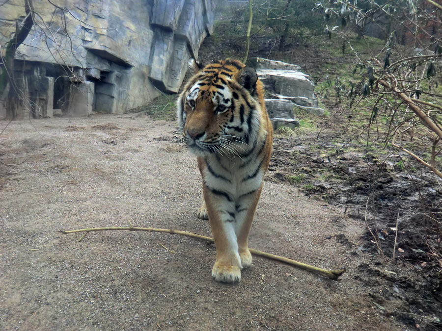 Sibirischer Tiger "Mandschu" im Zoo Wuppertal am 20. Februar 2012