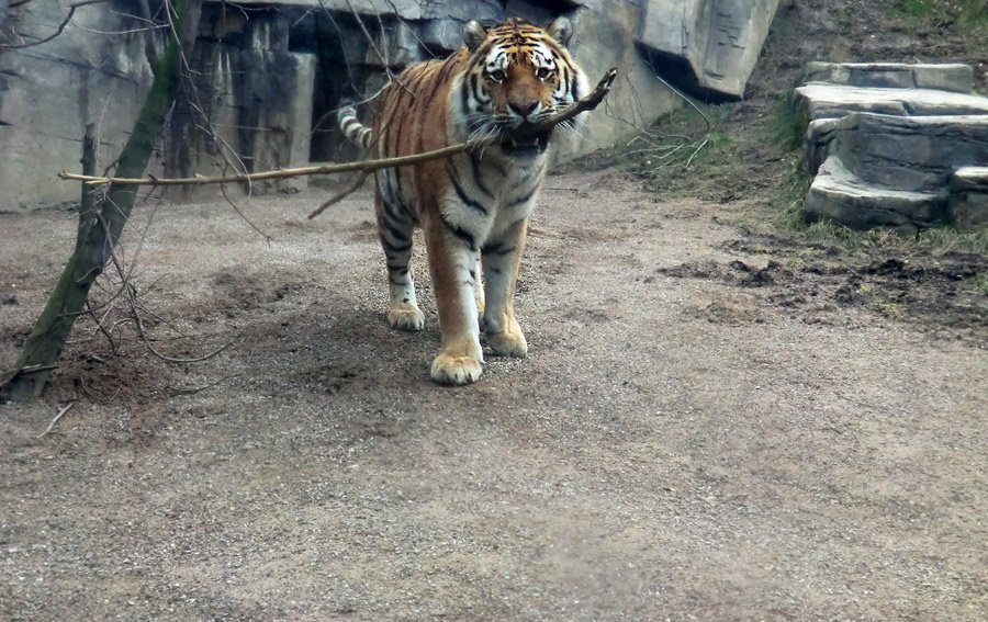 Sibirische Tiger "Mandschu" im Wuppertaler Zoo am 20. Februar 2012