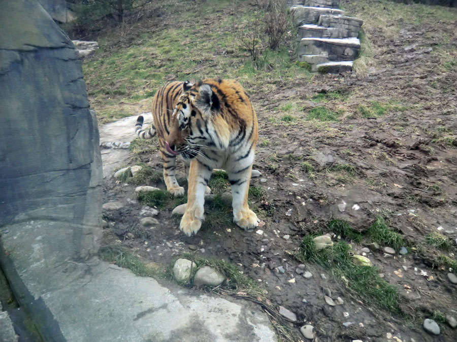 Sibirischer Tiger "Mandschu" im Zoologischen Garten Wuppertal am 20. Februar 2012