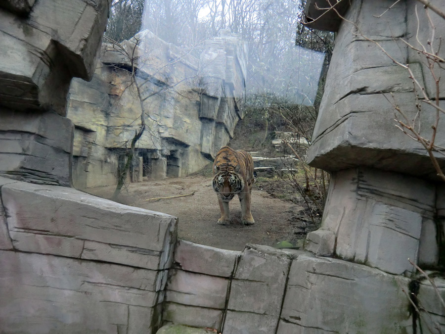 Sibirischer Tiger "Mandschu" im Zoo Wuppertal am 20. Februar 2012