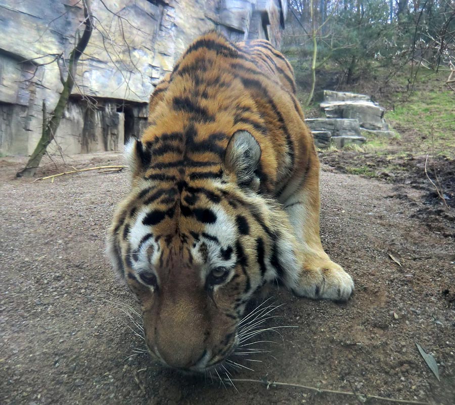 Sibirischer Tiger "Mandschu" im Zoologischen Garten Wuppertal am 20. Februar 2012