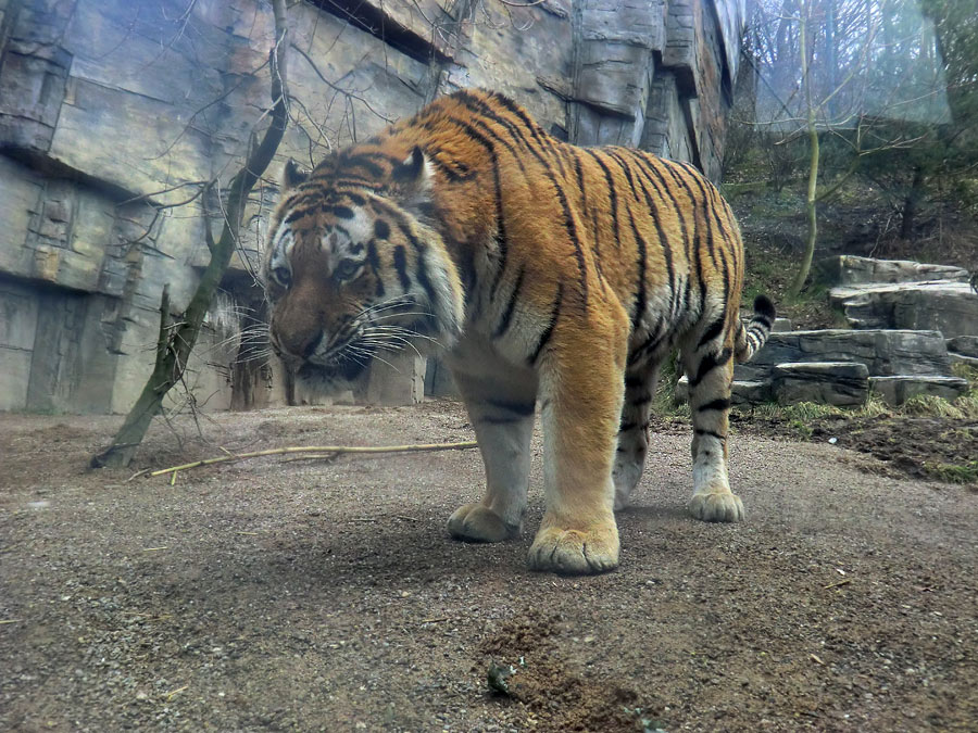 Sibirische Tiger "Mandschu" im Wuppertaler Zoo am 20. Februar 2012