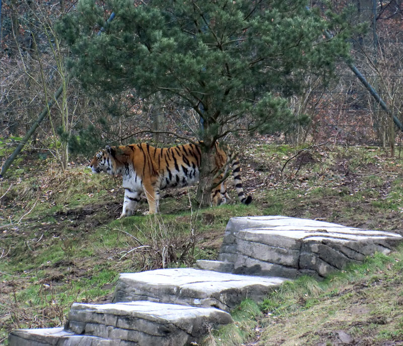 Sibirischer Tiger "Wassja" im Zoo Wuppertal am 20. Februar 2012