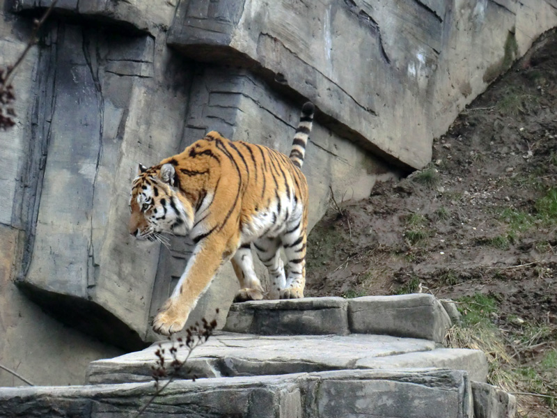 Sibirischer Tiger "Wassja" im Zoologischen Garten Wuppertal am 20. Februar 2012