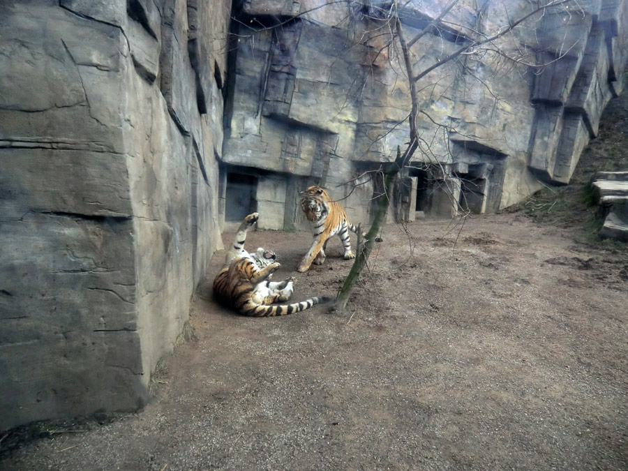 Sibirische Tiger "Mandschu" und "Wassja" im Wuppertaler Zoo am 20. Februar 2012