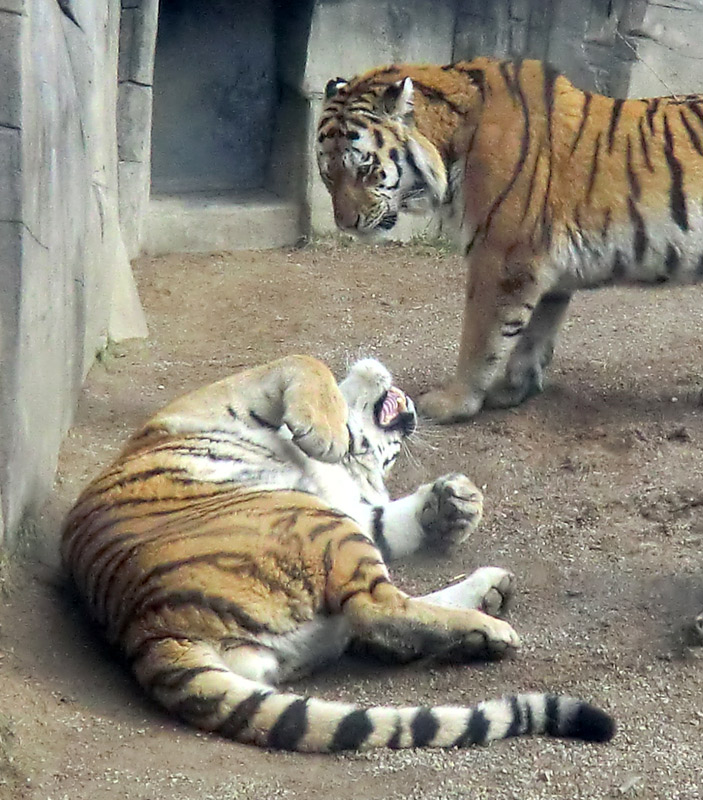 Sibirische Tiger "Mandschu" und "Wassja" im Zoo Wuppertal am 20. Februar 2012