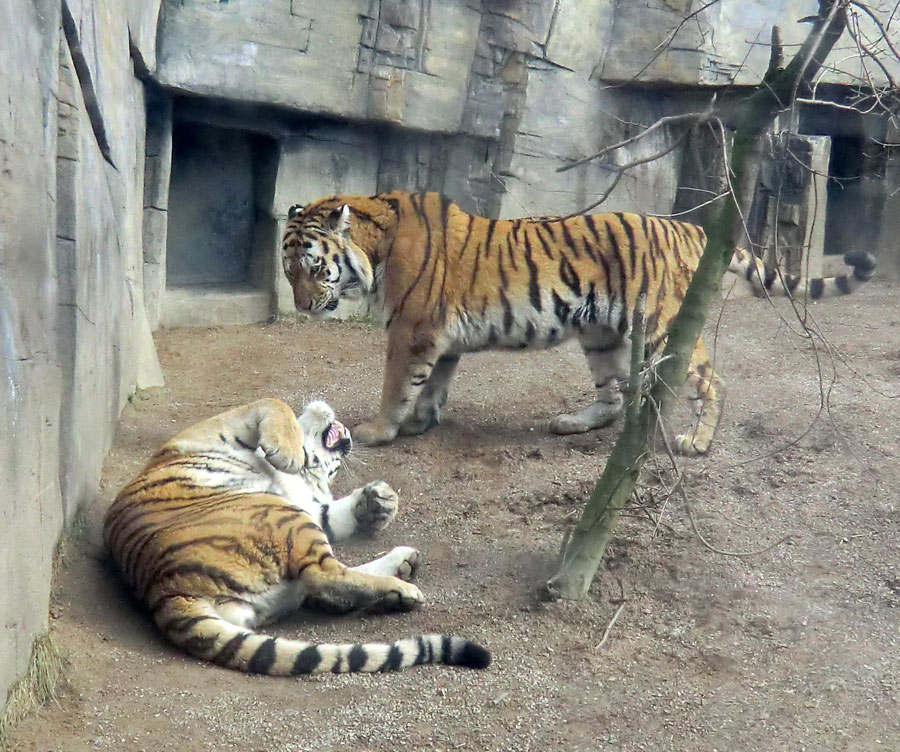 Sibirische Tiger "Mandschu" und "Wassja" im Wuppertaler Zoo am 20. Februar 2012