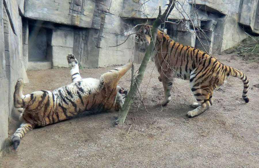 Sibirische Tiger "Mandschu" und "Wassja" im Wuppertaler Zoo am 20. Februar 2012