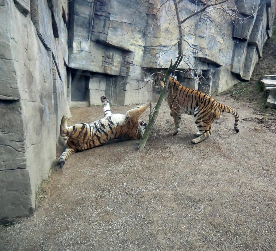 Sibirische Tiger "Mandschu" und "Wassja" im Zoologischen Garten Wuppertal am 20. Februar 2012