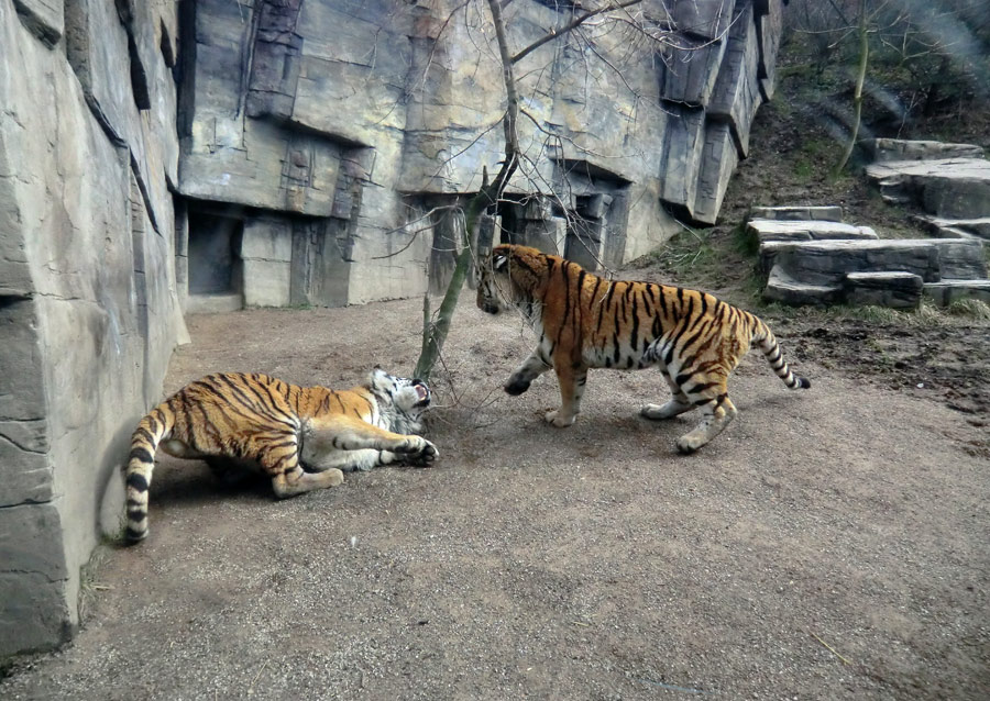 Sibirische Tiger "Mandschu" und "Wassja" im Zoo Wuppertal am 20. Februar 2012