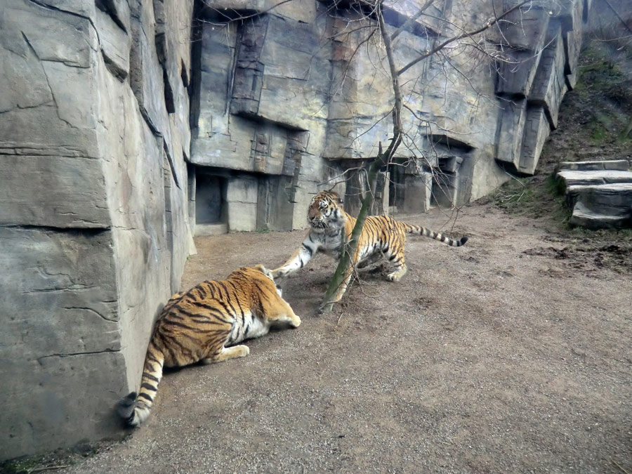 Sibirische Tiger "Mandschu" und "Wassja" im Zoologischen Garten Wuppertal am 20. Februar 2012