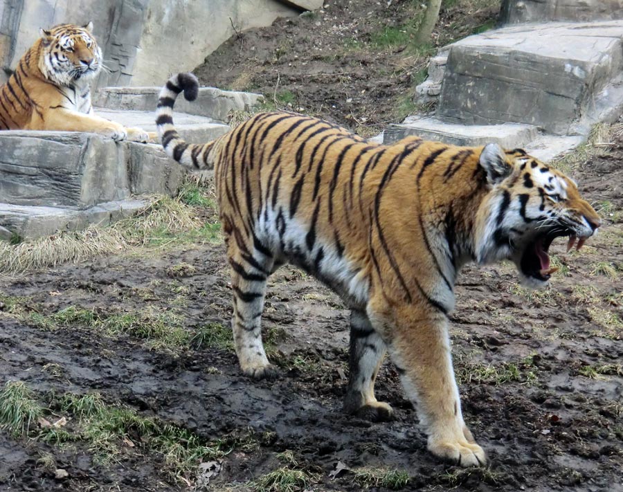 Sibirische Tiger im Zoologischen Garten Wuppertal am 21. Februar 2012