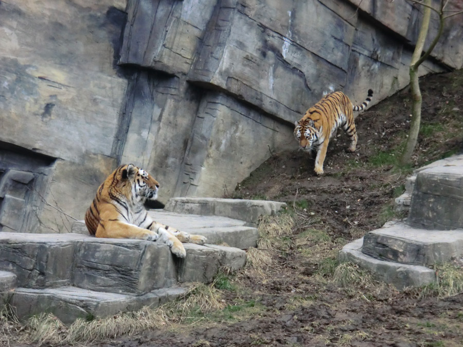 Sibirische Tiger im Wuppertaler Zoo am 21. Februar 2012